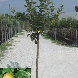 Pommier 'Nain garden sun red' (Malus domestica) — jeune arbre fruitier sur tige en pépinière · Pot 10L