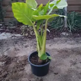 Oreille d’Éléphant (Alocasia macrorrhizos) — jeune plante tropicale au feuillage large en pot · Pot 25L