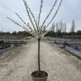 Prunier 'Belle de louvain' (Prunus domestica) — arbre fruitier en fleurs blanches sur tige · Pot 12L Gobelet