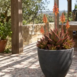 Aloès christmas carol 'Christmas carol' (Aloe) — plante succulente épineuse en fleur sur terrasse ensoleillée · Photo d'illustration