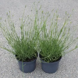 Lavandin 'Dutch lavander' (Lavandula intermedia) — deux jeunes plants dressés en pots plastiques · Pot 3L