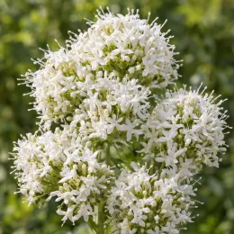 Troène de californie 'Albus' (Centranthus ruber) — grappes serrées de petites fleurs blanches · Photo d'illustration