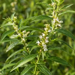 Verveine menthe d'argentine (Aloysia polystachya) — grappes de petites fleurs blanches parmi le feuillage