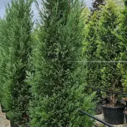 Cyprès d'italie 'Pyramidalis' (Cupressocyparis leylandii) — conifère élancé en pot parmi d'autres sujets · Pot 30L