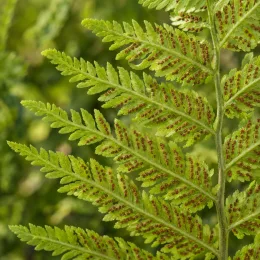 Fougère femelle (Athyrium filix-femina) — fronde de fougère avec sores brun-rouge · Photo d'illustration