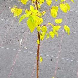 Prunier myrobolan (Prunus) — jeune arbre au feuillage jaune tacheté en pot · Pot 2L