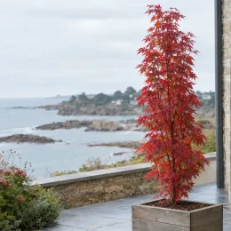 Érable du japon 'Twombly's red sentinel' (Acer palmatum) — arbre élancé en pot devant un paysage côtier