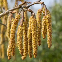 Aulne de spaeth (Alnus spaethii) — longs chatons jaunes pendants sur branche · Photo d'illustration