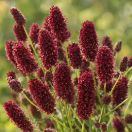 Pimprenelle 'Tanna' (Sanguisorba officinalis) — nombreux épis floraux rouge foncé en gros plan · Photo d'illustration