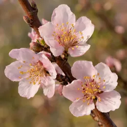 Nectarinier 'Venus' (Prunus persica) — gros plan de fleurs rose pâle sur branche