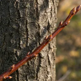 Chêne 'Mauri' (Quercus) — branche brune avec bourgeons devant un tronc · Photo d'illustration