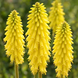 Kniphofia 'Lemon popsicle' (Kniphofia uvaria) — grappes florales jaunes dressées en gros plan · Photo d'illustration