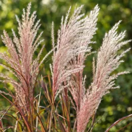 Roseau de chine 'Purpurascens' (Miscanthus sinensis) — grandes panicules plumeuses rosées sur feuillage vert