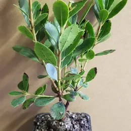 Arbousier. arbre aux fraises 'Compacta' (Arbutus unedo) — jeune arbuste au feuillage vert en pot · Godet