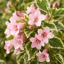 Weigelia 'Nana variegata' (Weigela floribunda) — grappes de fleurs roses et feuillage panaché
