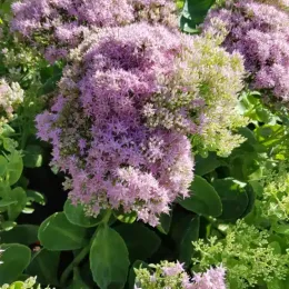 Sedum 'Brillant' (Sedum spectabilis) — denses ombelles de petites fleurs mauves