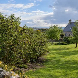 Amélanchier à feuille d'aulne 'Thiessen' (Amelanchier alnifolia) — arbustes fruitiers au bord d’une pelouse · Photo d'illustration
