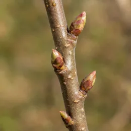 Pommier 'Mm111' (Malus domestica) — gros plan de rameau avec plusieurs bourgeons · Photo d'illustration