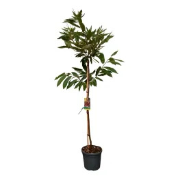 Châtaigner 'Marradi' (Castanea marron) — jeune arbre dressé en pot plastique · Pot 10L Tige