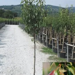 Poirier 'Louise bonne' (Pyrus communis) — jeune arbre en pot dans allée de pépinière · Pot 18L