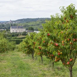 Nectarinier 'Fairlane' (Prunus persica) — rangées d’arbres fruitiers chargés de fruits