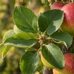 Pommier colonnaire ballerina 'Valse' (Malus domestica) — gros plan sur feuilles et fruits mûrs · Photo d'illustration