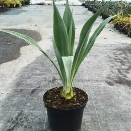 Lis du mexique (Beschorneria yuccoides) — jeune plante graphique en pot plastique noir · Pot 3L