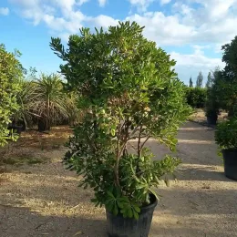 Pittospore du Japon (Pittosporum tobira) — grand sujet arbustif en pot noir, pépinière · Pot 70L