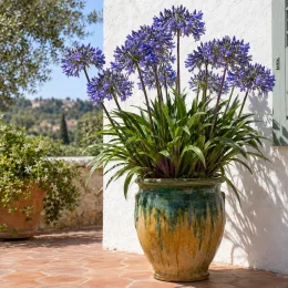 Agapanthe 'Northern star' (Agapanthus) — touffe fleurie en grand pot vernissé sur terrasse · Photo d'illustration