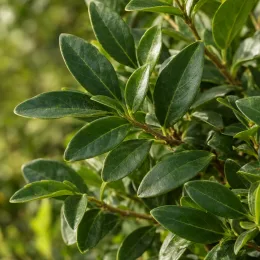 Troène 'Musli' (Ligustrum ibota) — gros plan sur feuillage luisant de jeune arbuste · Photo d'illustration