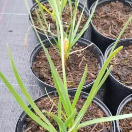 Ail d'Afrique à fleurs blanches (Tulbaghia violacea) — jeune plant aux feuilles fines vertes en pot · Pot 1.5L