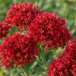 Troène de californie 'Coccineus' (Centranthus ruber) — gros plan sur inflorescences rouges en boules denses · Photo d'illustration