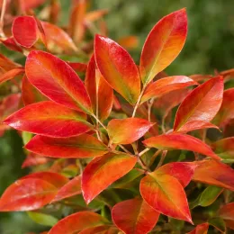 Bambou sacré Fire Power (Nandina domestica) — gros plan sur feuillage aux feuilles rouges · Photo d'illustration