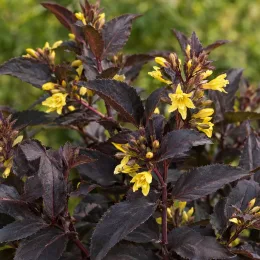 Diervillée 'Kodiak black' (Diervilla rivularis) — arbuste dense à fleurs jaunes et feuillage sombre