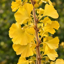 Arbre aux quarante écus 'Fairmount' (Ginkgo biloba) — feuilles en éventail jaune vif sur rameau · Photo d'illustration