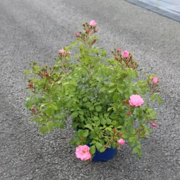 Rosier 'Mareva rose tendre' (Rosa) — Pot 5L