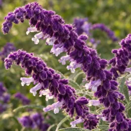 Sauge du mexique 'Santa barbara' (Salvia leucantha) — épis floraux duveteux violets en gros plan · Photo d'illustration