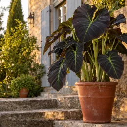 Oreille d'éléphant géante couleur violet à nervure centrale vert clair 'Aloha' (Colocasia esculenta) — grand feuillage sombre en pot sur marches en pierre · Photo d'illustration