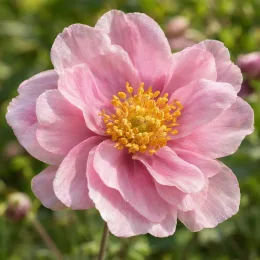 Anémone du japon rose 'Konigin charlotte' (Anemone) — gros plan de fleur rose à cœur jaune