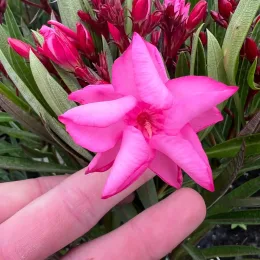 Laurier rose 'Emma' (Nerium oleander) — main tenant une fleur rose épanouie avec boutons