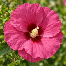 Althéa 'Pink giant rose' (Hibiscus syriacus) — gros plan sur grande fleur rose ouverte