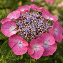 Hortensia japonais 'Euphoria pink' (Hydrangea serrata) — inflorescence plate avec grandes bractées roses