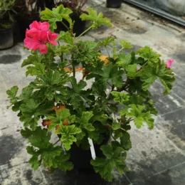 Géranium au parfum de cèdre et d'épice 'Clorinda' (Pelargonium) — plante à fleurs roses en pot de pépinière · Pot 3L