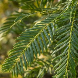 Mahonia 'Softcaress' (Mahonia eyrybracteata) — gros plan sur feuilles allongées vert brillant · Photo d'illustration