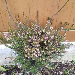 Bruyère 'Fursey' (Erica darleyensis) — touffe dense de petites clochettes roses en fleur · Pot 3L Touffe