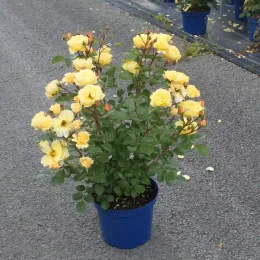 Rosier 'Soleya' (Rosa) — buisson fleuri jaune en pot bleu sur gravier · Pot 5L