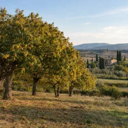 Châtaignier 'Verdale' (Castanea sativa) — arbres à large feuillage sur colline ensoleillée · Photo d'illustration