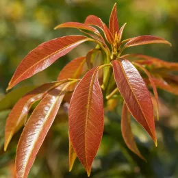 Litchi (Litchi chinensis) — gros plan sur jeunes feuilles rouge cuivré · Photo d'illustration