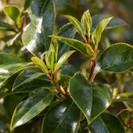 Camelia 'Docteur tinsley' (Camelia japonica) — gros plan sur jeunes pousses au feuillage brillant · Photo d'illustration