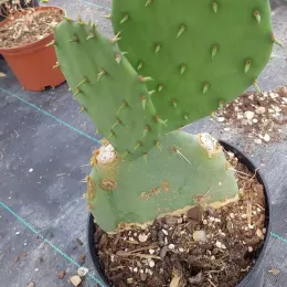 Figuier de barbarie 'Flavispina' (Opuntia engelmannii) — raquette de cactus verte dans pot de culture · Pot 2.5L